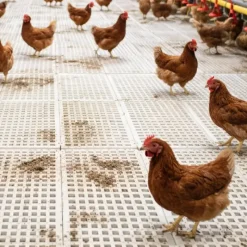 4 caillebotis 50cm x 1m maille 20x20mm* Best