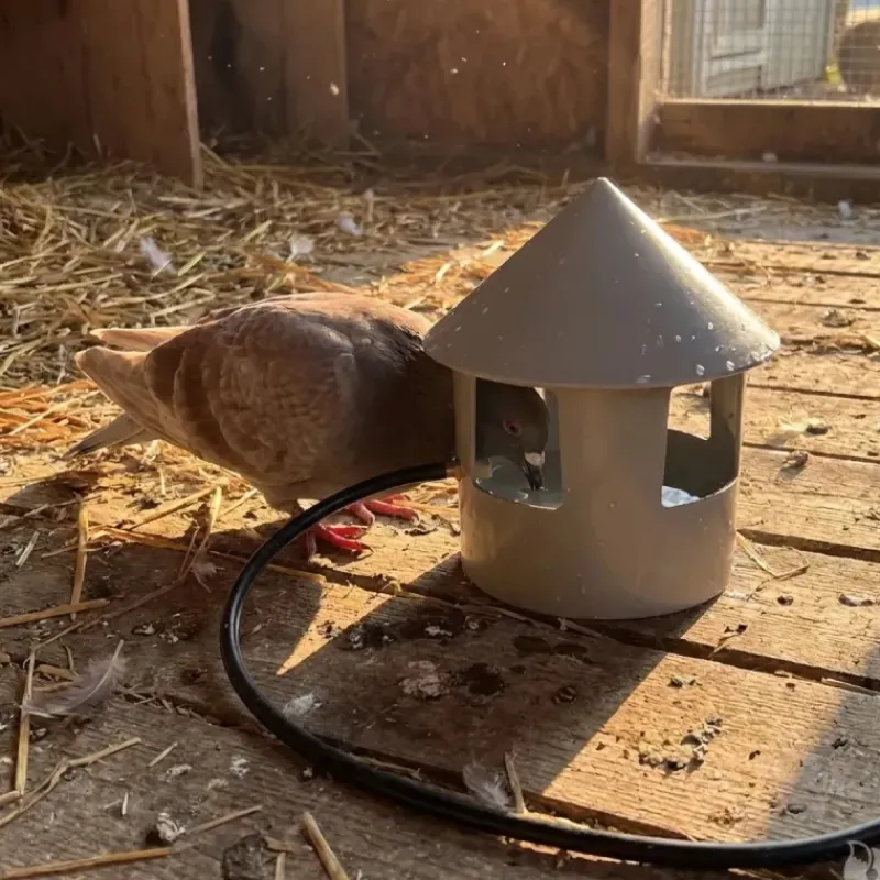 Abreuvoir automatique à grit pour pigeon Diam. 22* Discount