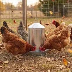 Abreuvoir poules à double paroi tôle galvanisée 12L*GAUN Outlet