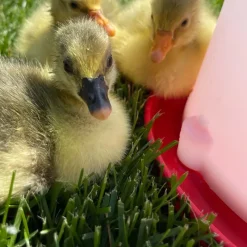 Abreuvoir siphoïde 10 L plastique*River Systems Best