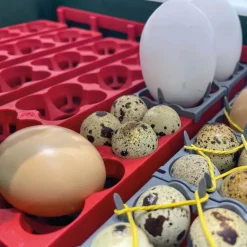 Adaptateur Stabila pour oeufs - RIVER*River Systems Outlet