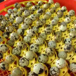 Adaptateurs pour oeufs de cailles* Online