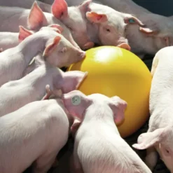 Balle anti-stress PVC pour porcelets* Online