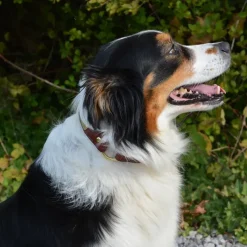 Collier à graver sur plaque laiton cuir noisette 4 tailles* Online