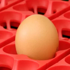 Couveuse Automatique 12 oeufs Biomaster Egg Tech 12*River Systems Discount