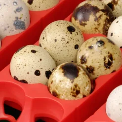 Couveuse Automatique 24 oeufs Biomaster Egg Tech 24*River Systems Online