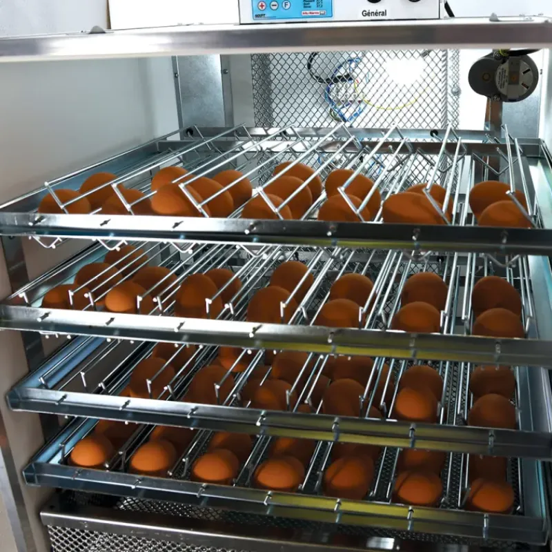 Couveuse automatique Mini Pro 196 Digitale*MAINO New