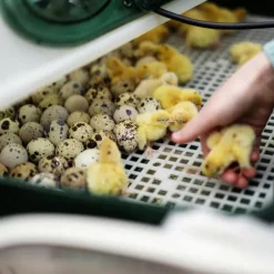 Couveuse automatique Egg Tech 24 oeufs*River Systems Best