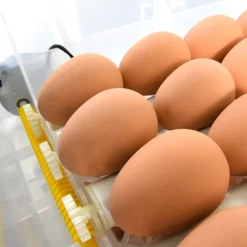 Couveuse automatique SP ® 120 œufs - Incubation professionnelle*Couvitech Best