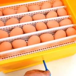 Couveuse semi-automatique Covatutto 24 Eco*Novital Hot