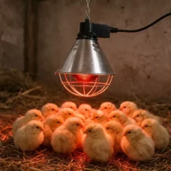 Éleveuse électrique jeunes animaux 175W* Clearance