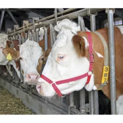 Licol pour bovins Nylon* Discount