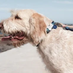 Médaille gravable pour chien - Ø 3 cm - Acier Inoxydable*RedDingo Clearance