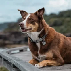 Médaille gravable pour chien - Ø 3 cm - Acier inoxydable*RedDingo Online