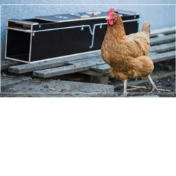 Piège boite à fauve bois 2 entrées ouverture 119x19x24* Outlet