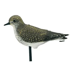 Pluvier doré réaliste* Best