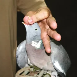 Pompe de gavage 50ml* Best