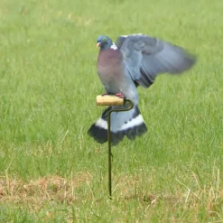 Rouleau électrique pour pigeons* Sale