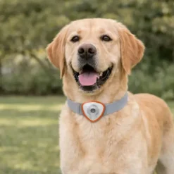 Répulsif électronique anti tiques et puces pour chien et chats orange* Clearance