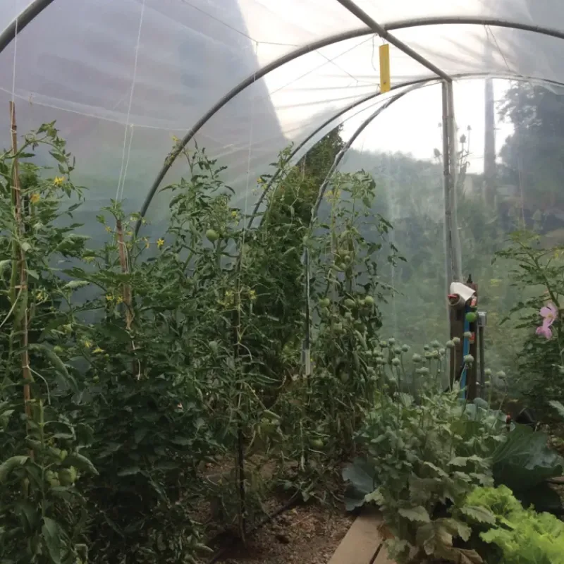 Serre de jardin essentielle Largeur 3 x 6 m*Les Serres Tonneau Clearance