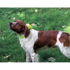 Sonnaillon Electronique Canibeep*Num'axes Outlet