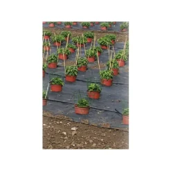 Toile de paillage perforé pour fruits et légumes largeur 1,30m (au mètre)* Discount